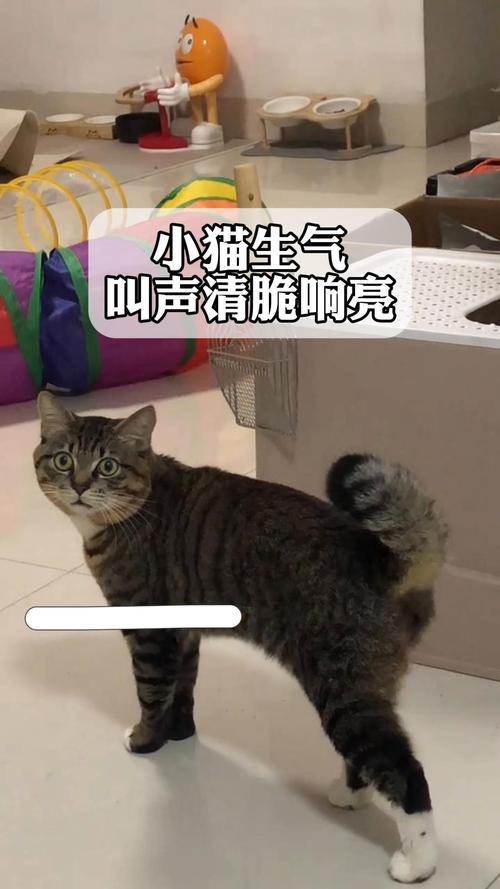 猫生气的时候会有什么表现
