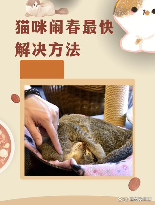 猫咪闹春有什么好办法解决吗?