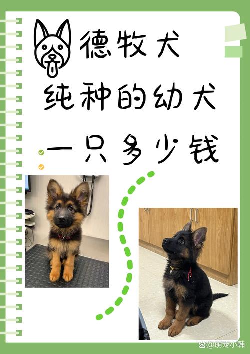 德国牧羊犬多少钱一只,需要怎么养