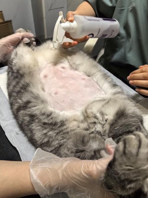 100斤猫？100斤猫砂等于多少升？