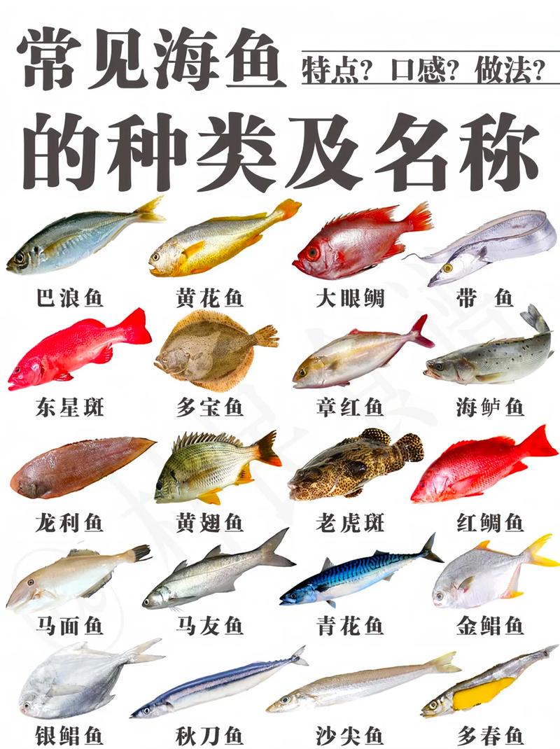 经常吃的海鱼有哪些