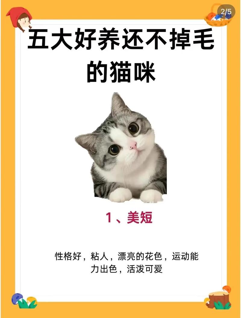 猫咪怎样才能不掉毛