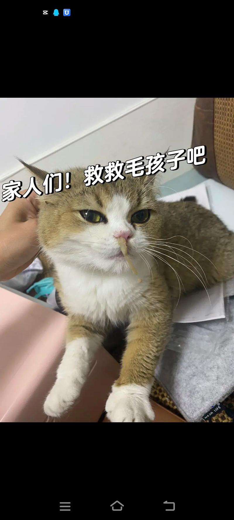 猫咪流黄色鼻涕？猫咪流黄色鼻涕打喷嚏？