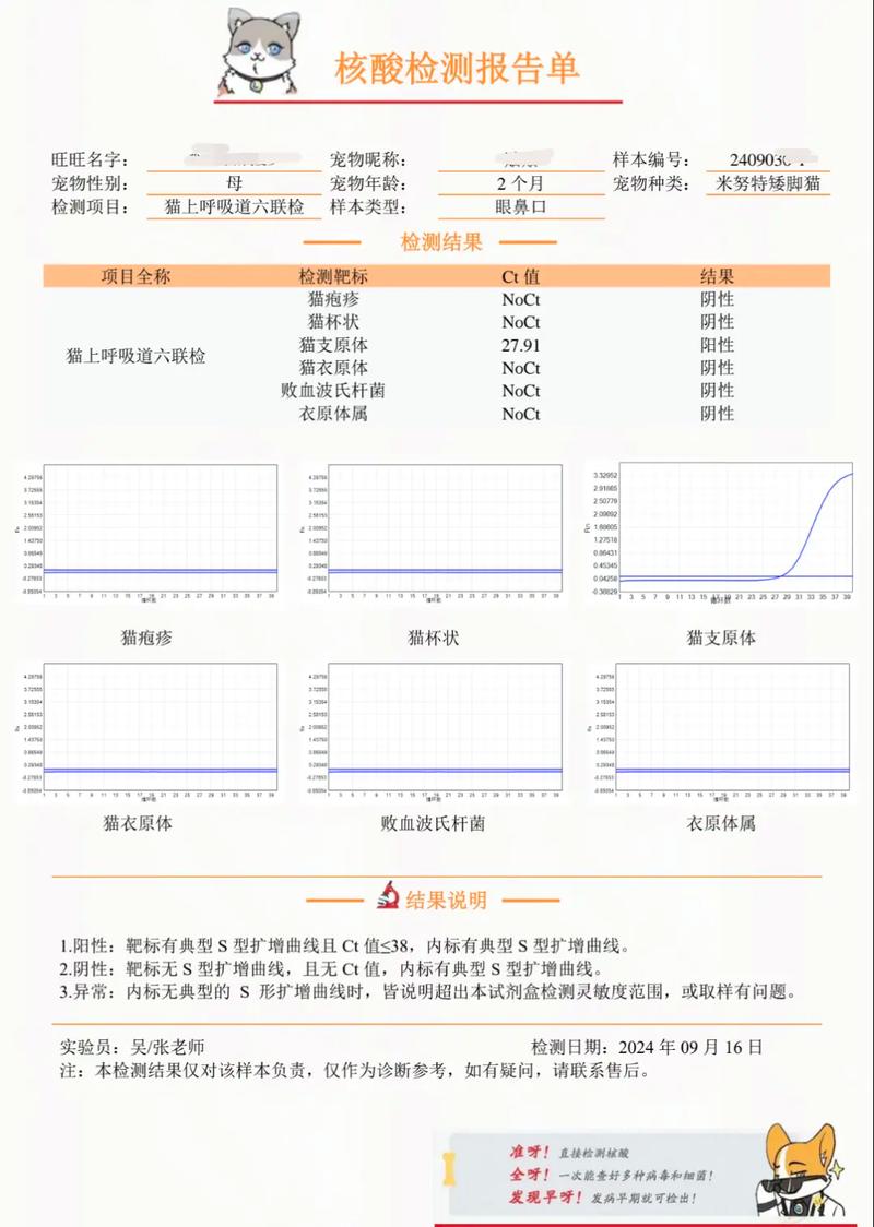 猫流黄鼻涕是什么原因