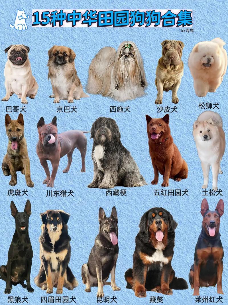 狗一共有多少种?分别是哪些品种??