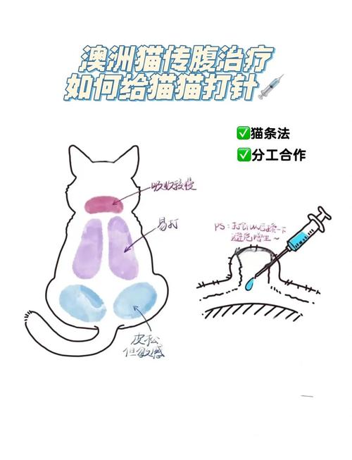 如何自己给猫咪打针?