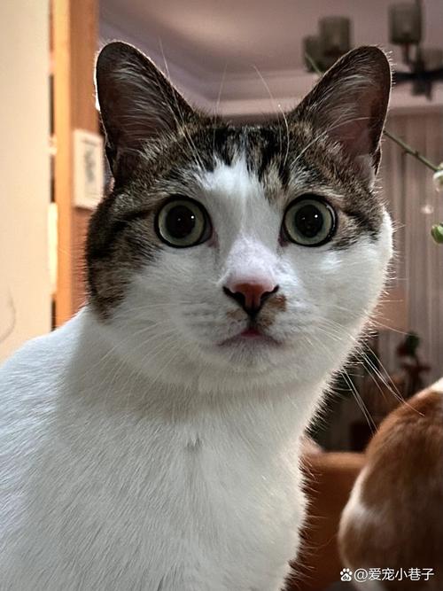 狸花猫是狸白猫吗?