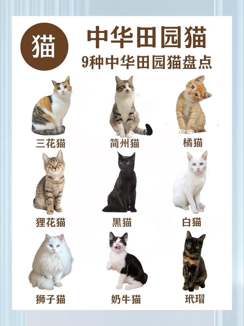 请问这种灰色白肚皮白手套的小猫是什么品种啊?