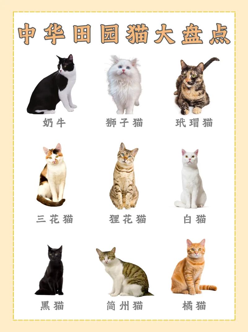 灰白的小猫是什么品种
