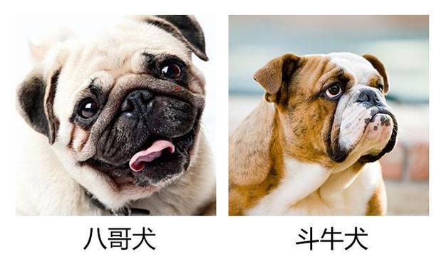 巴哥能不能和别的狗狗同养
