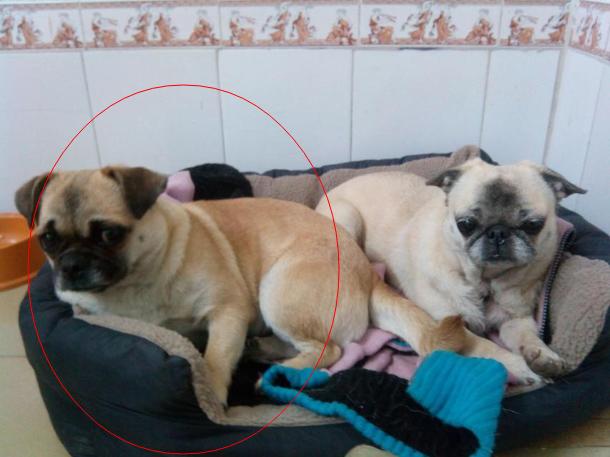 小柯基犬和小八哥犬可以一起养么?养的时候注意些什么?ps:两只狗狗都是...