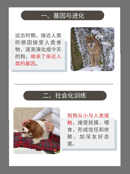 什么样的人跟狗狗比较容易亲近?