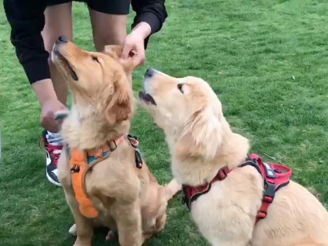 狗会主动和什么样的人亲近?