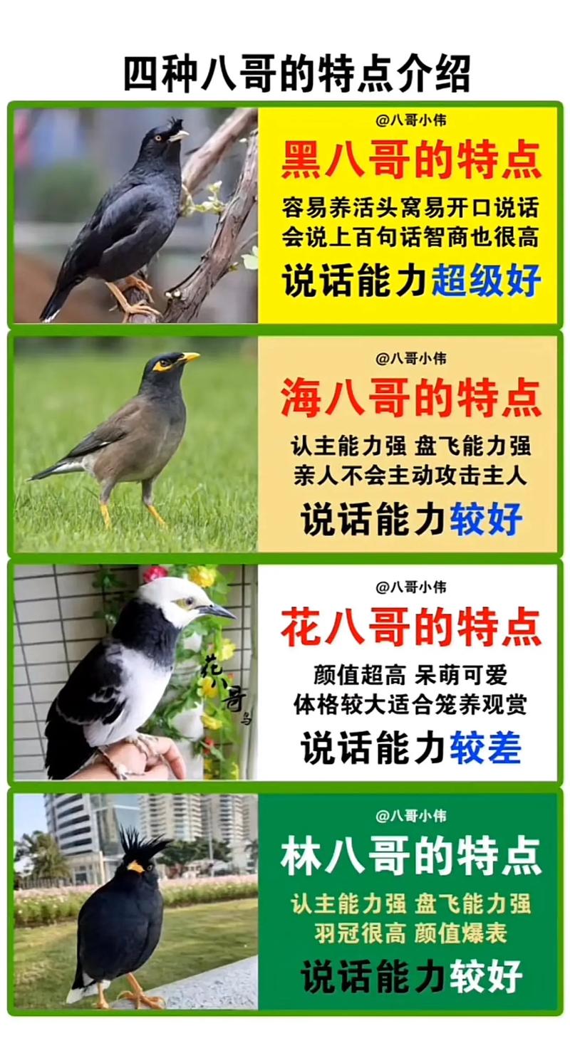 鹩哥什么比八哥贵