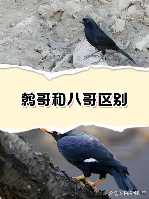 八哥鹩哥怎么区分?