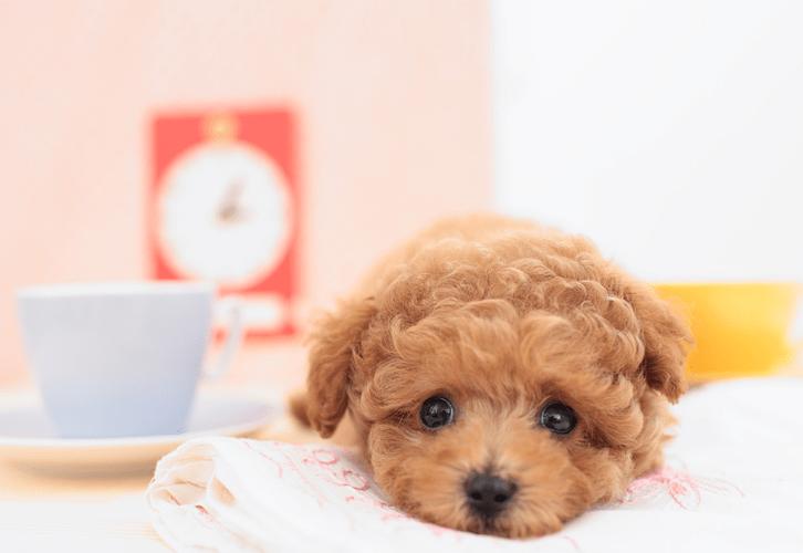 狗狗每年什么时候发情?