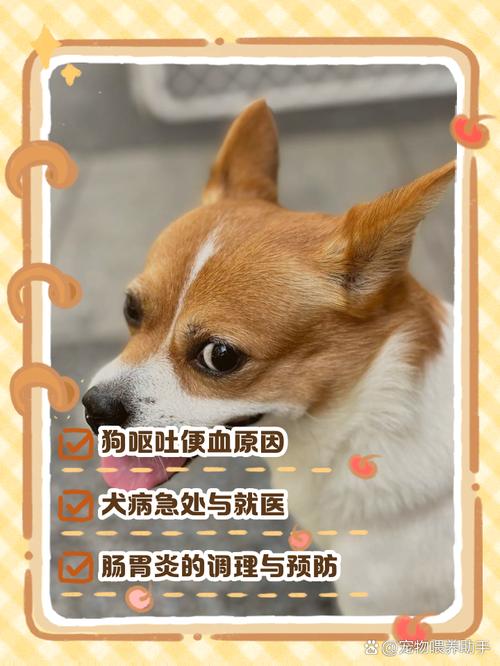 狗狗呕吐拉稀便血是怎么回事
