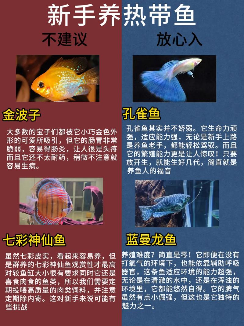 前十
最容易养的热带鱼