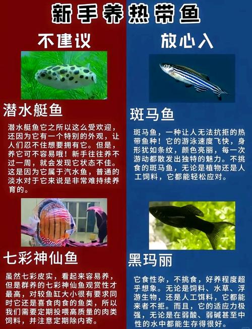 前十
比较好
养的小型热带鱼排名
榜