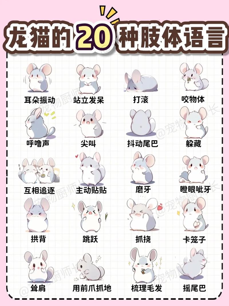 龙猫是怎样的动物,好养吗?