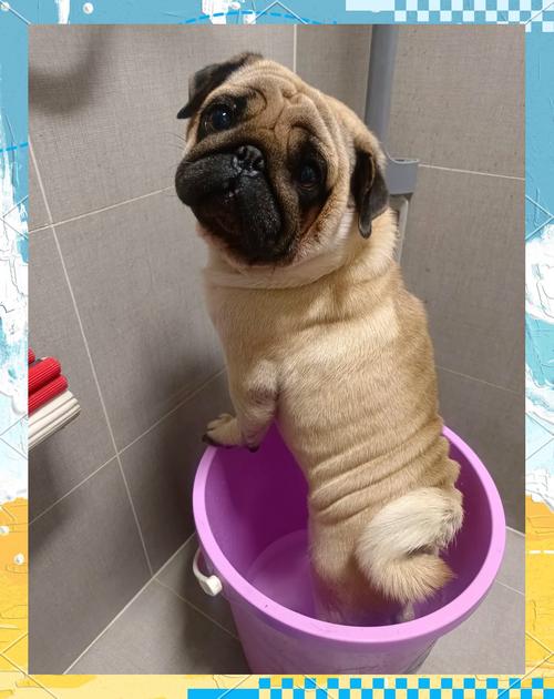 巴哥犬的喂养方法