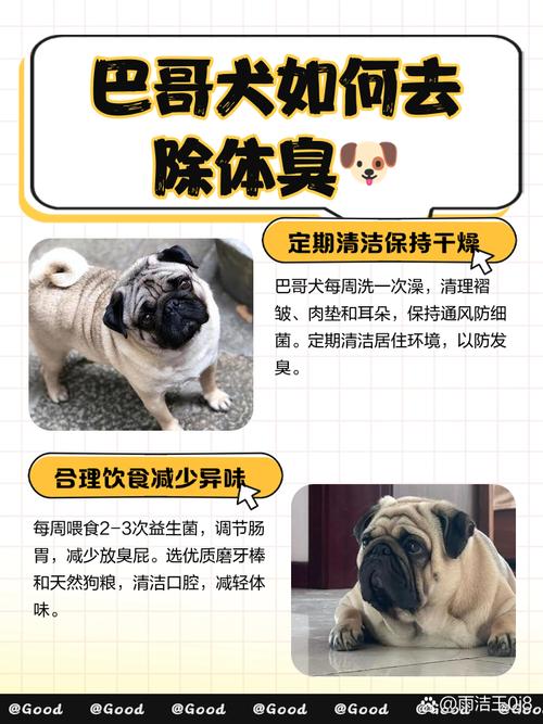 一个多月的巴哥犬怎么养?