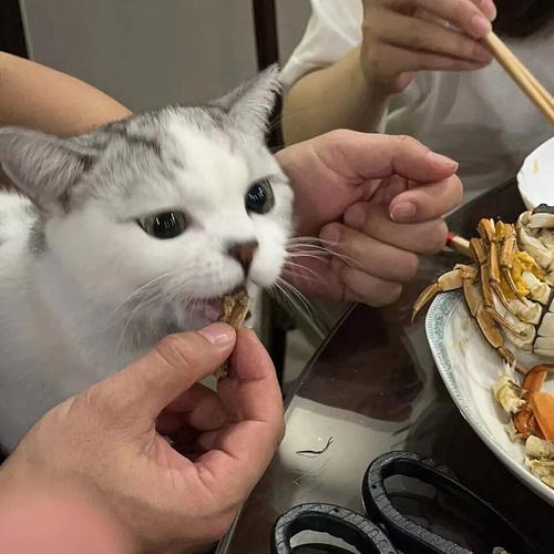 猫咪可以吃螃蟹吗