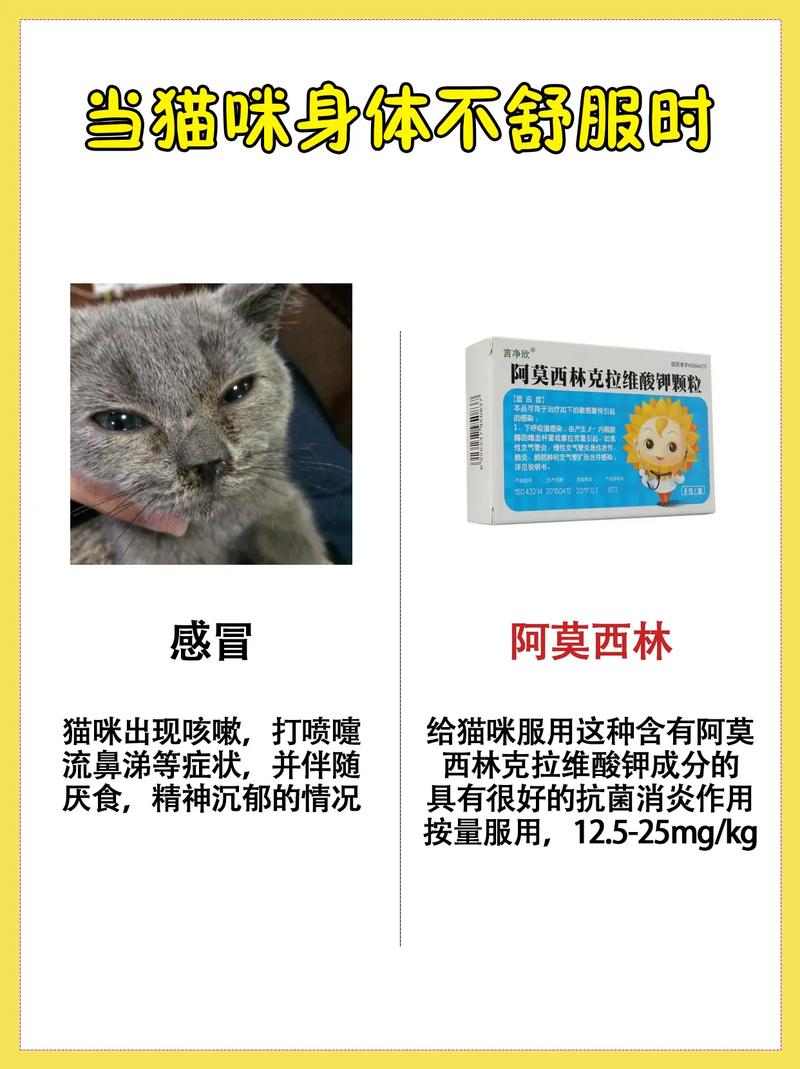 猫咪可以吃阿莫西林吗?