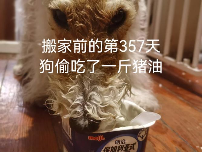 为什么狗狗要吃猪油