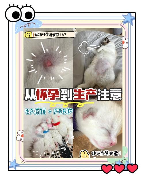 猫咪怀孕多久生产，猫咪怀孕多久生产,时间怎么算？