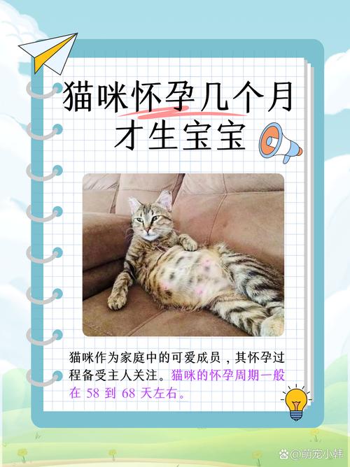 猫咪一般怀孕几个月生产啊