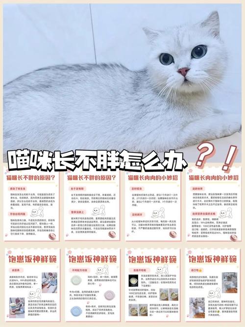 猫咪太瘦了怎么增肥