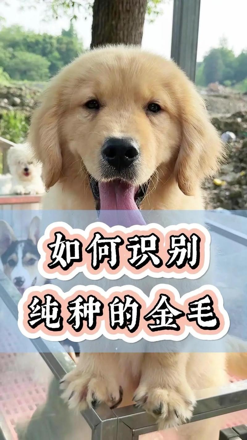 八个月纯种金毛犬？八个月纯种金毛犬多少钱？