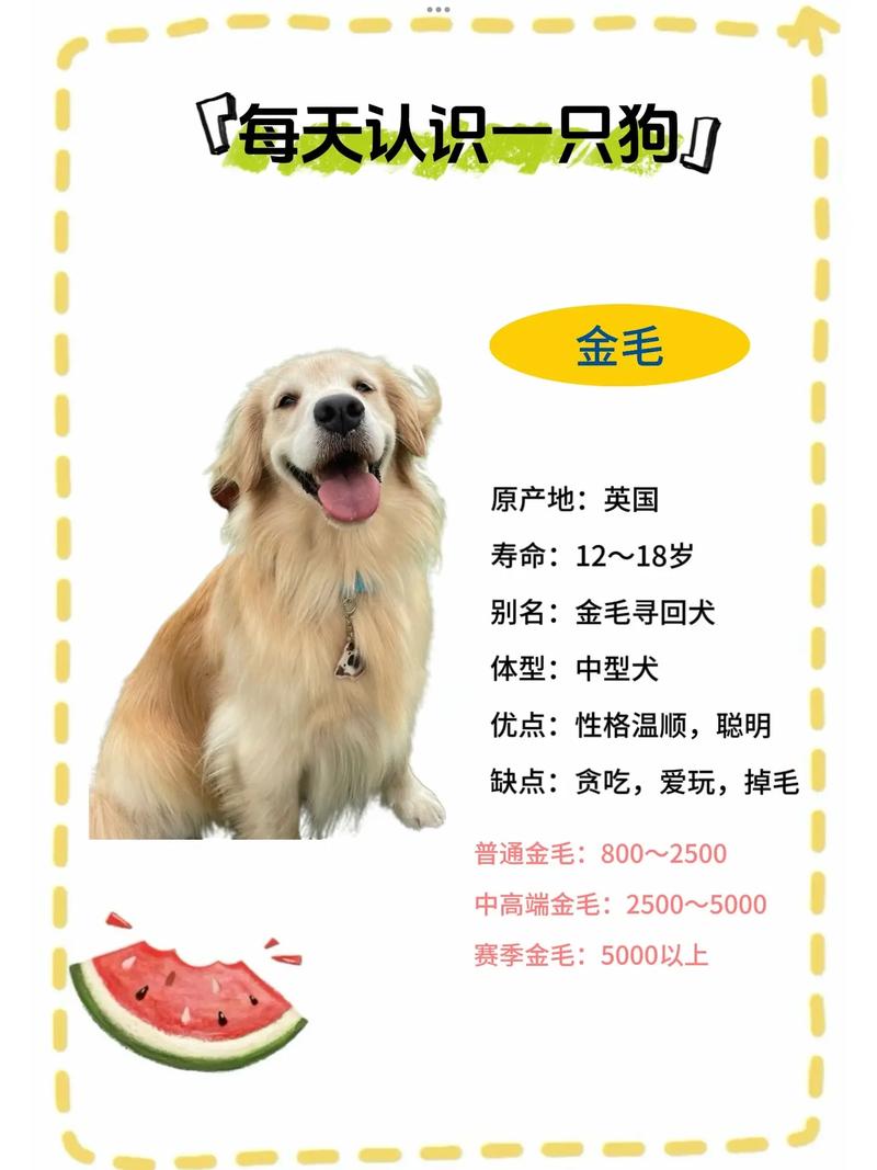 金毛犬的费用
多少钱一只八个月的