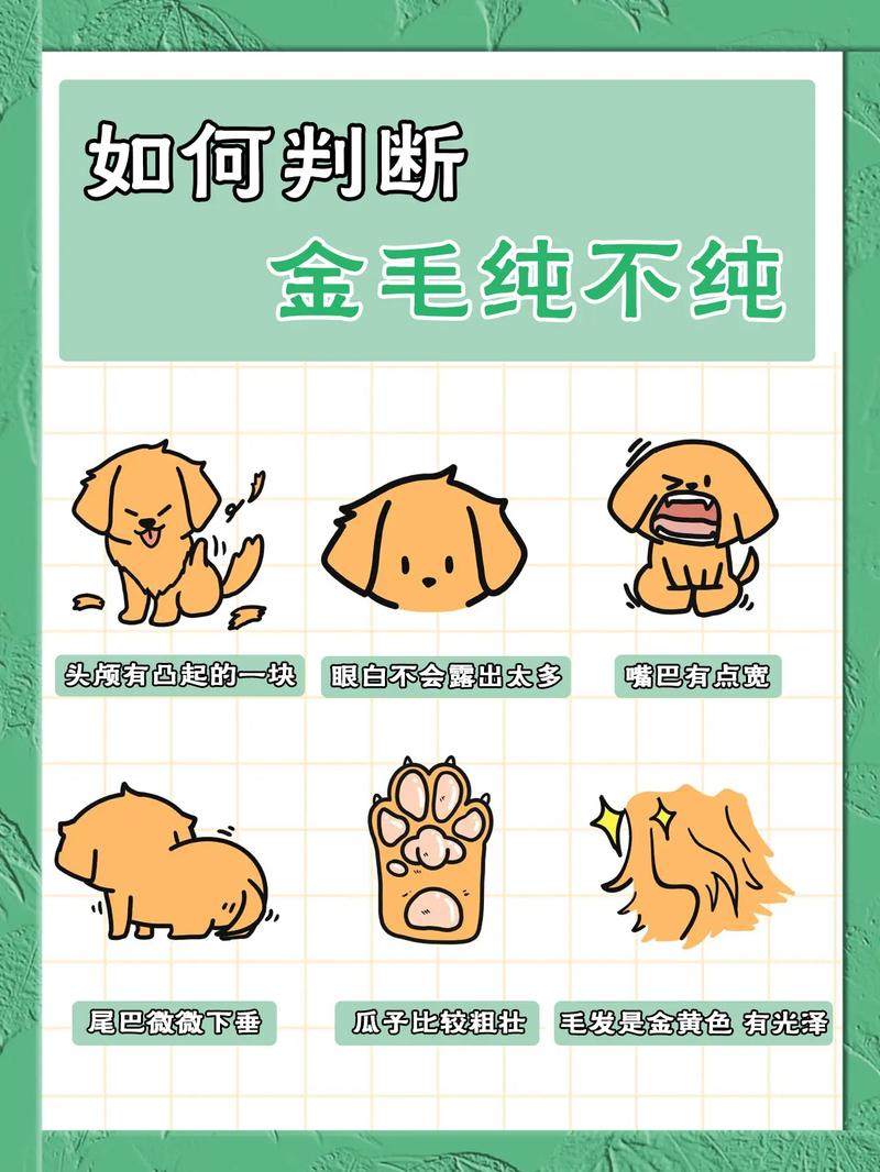 喂养纯种金毛幼犬要注意什么呢?