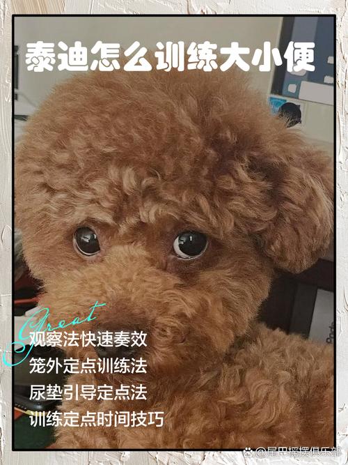 贵宾犬如何训练大小便