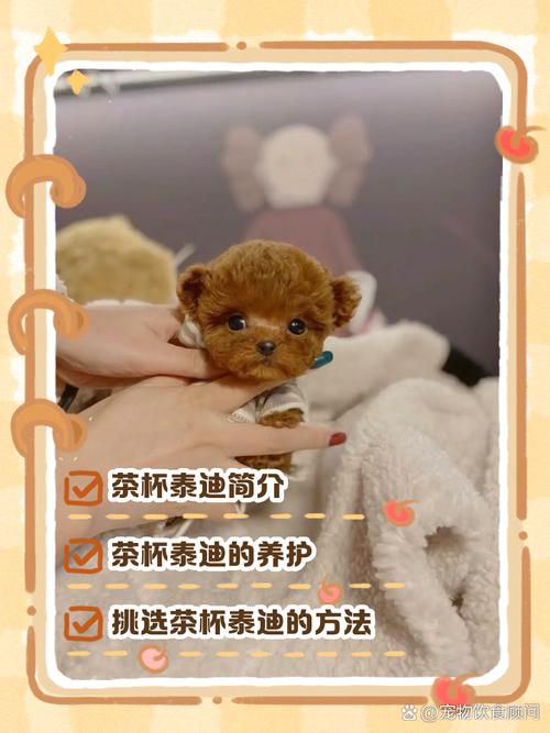 怎么养1个月的小泰迪