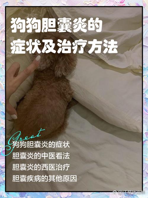 狗狗胆囊炎阿奇霉素