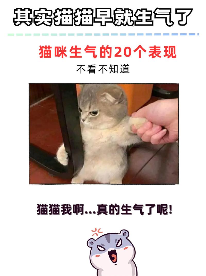 猫咪生气哄不好该怎么办?