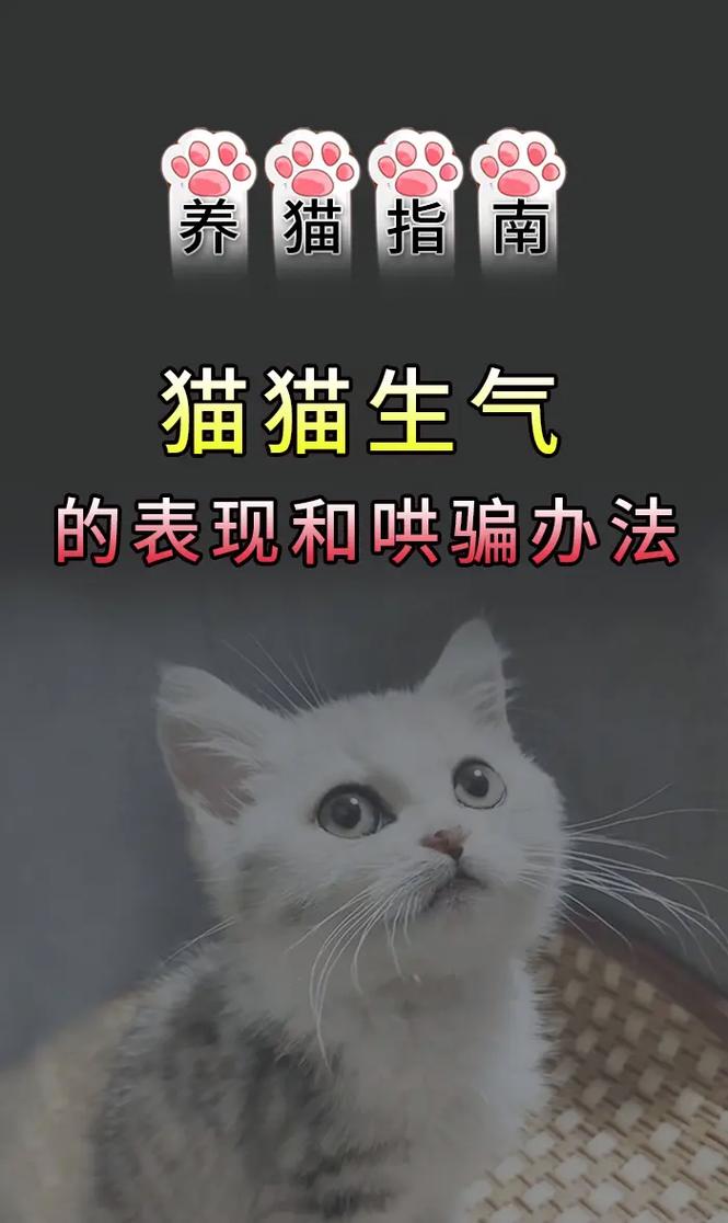 请问猫生气了怎么办?现在连碰都不让碰,接近她会发出蛇一样的声音,非常...