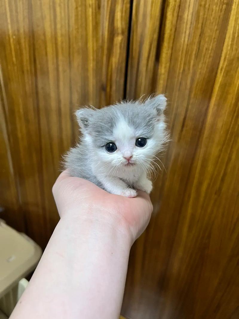 一个月的猫咪有多大