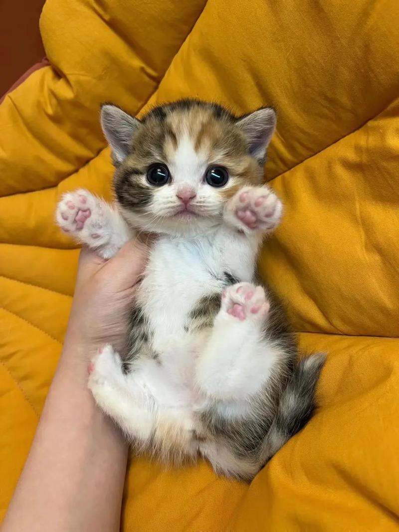 猫咪一个月大什么样子