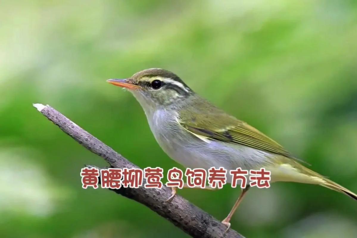 黄腰柳莺的饲养方法是什么