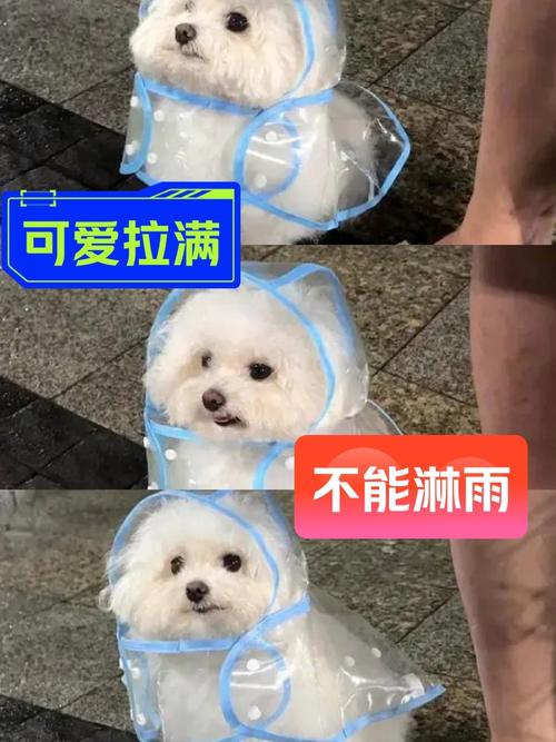 狗狗淋雨了怎么办，狗狗淋雨了会生病吗？
