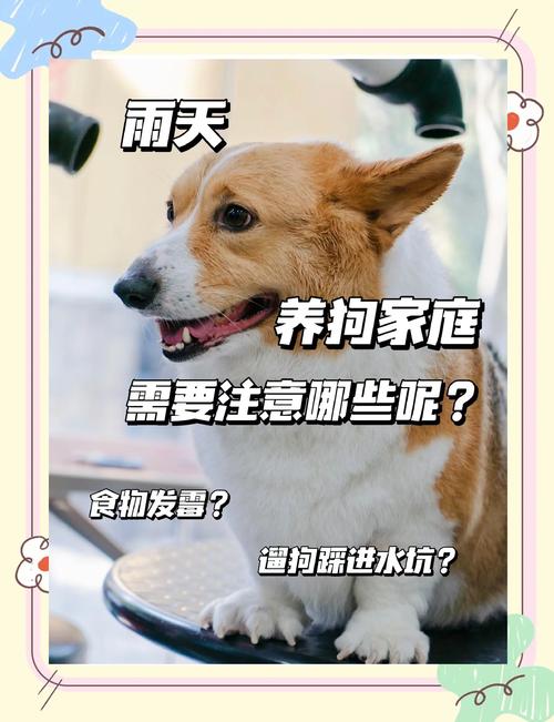 50天的小狗淋雨了会生病么?