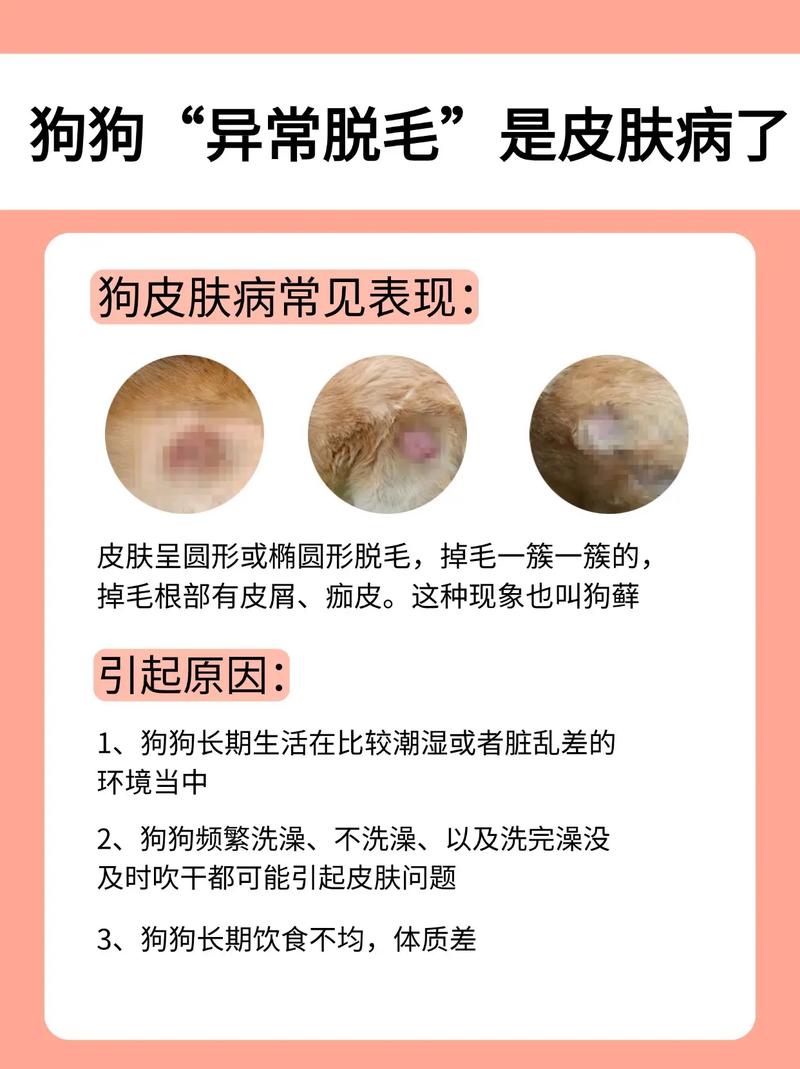 狗狗掉毛一块一块的是什么原因?