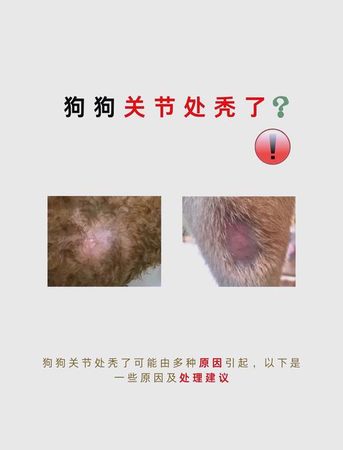 泰迪掉毛局部变秃是为什么