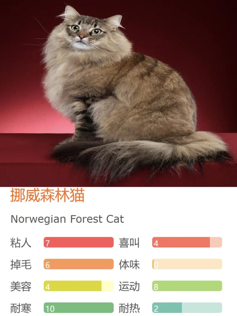 猫咪怕生怎么办，我家猫怕生？
