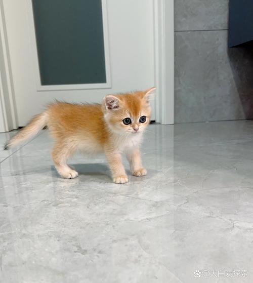 我家的小猫是从同事那边买来的,两个月大,特别怕生。