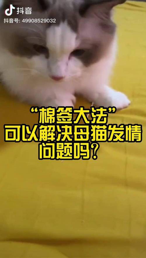 猫咪什么时候发情期？猫咪什么时侯发情？